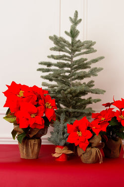 Carraig Donn Traditional Green Christmas Tree In Pot